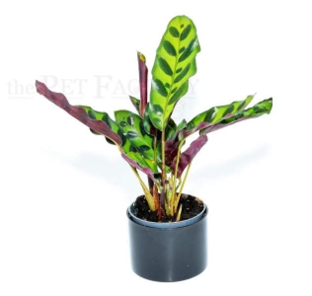 Calathea lancifolia